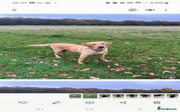 Labrador Retriever dogs for sale: Labador puppies  - Image 2