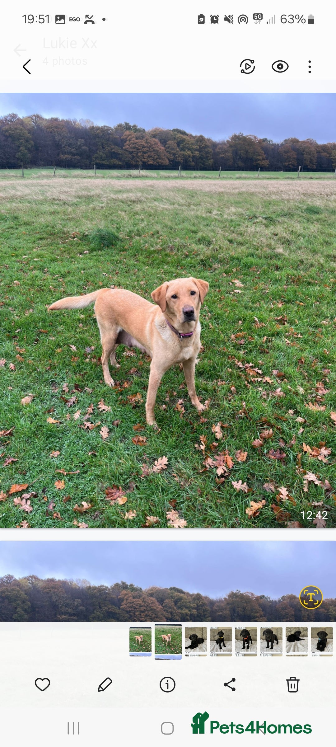 Labrador Retriever dogs for sale: Labador puppies  - Image 2