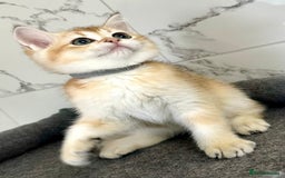 British Shorthair cats for sale: Last 2 adorable boys looking for a loving family  - Image 11