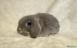 Mini Lop rabbits for sale: Pure mini lop babies to reserve  - Image 18
