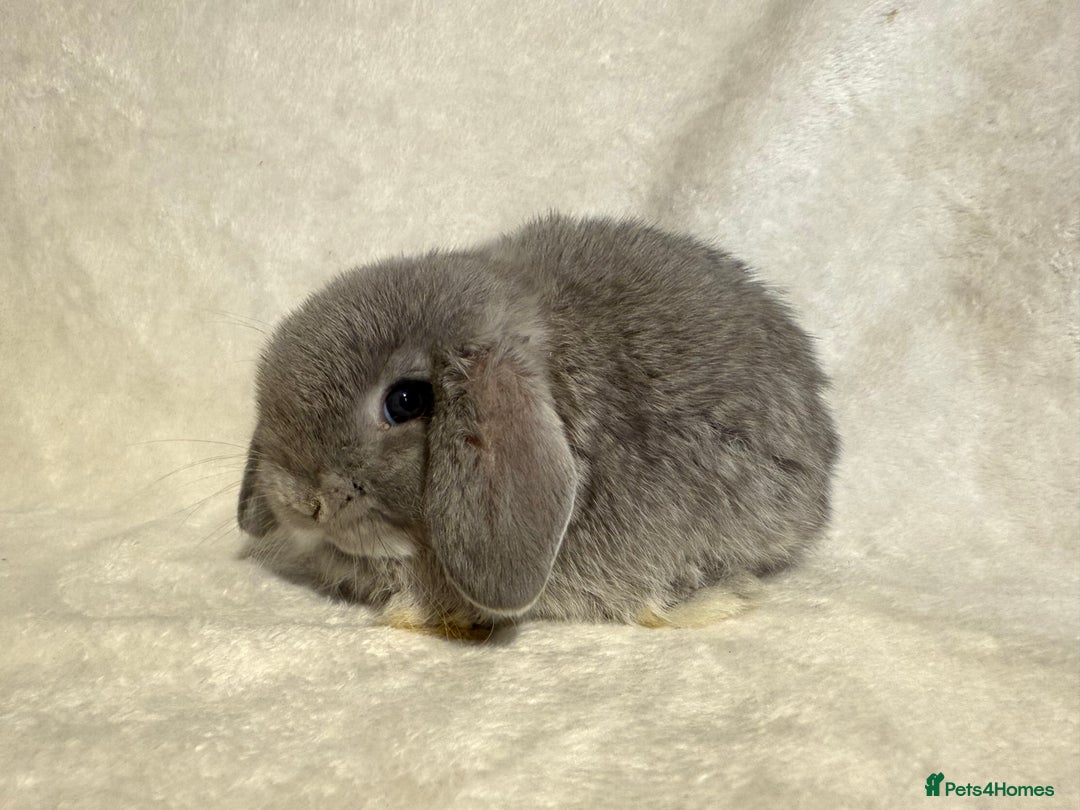 Mini Lop rabbits for sale: Pure mini lop babies to reserve  - Image 18