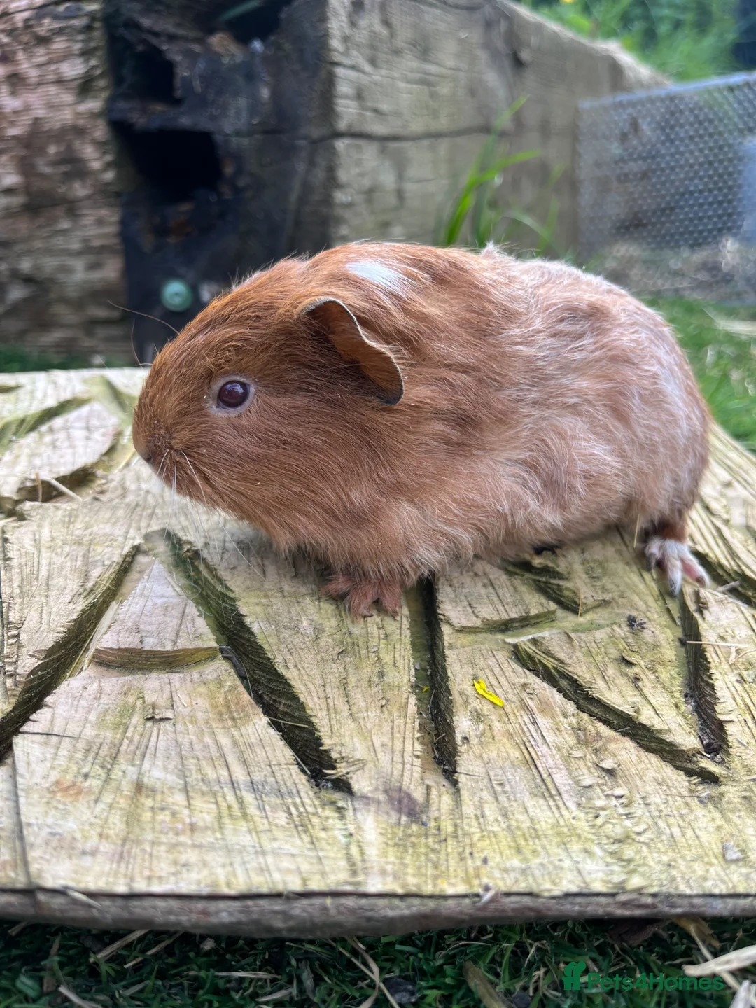 Guinea Pig rodents for sale: Fancy Guinea Pigs Only Males - Advert 2