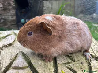 Guinea Pig rodents Fancy Guinea Pigs - Advert 13