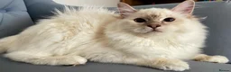 Ragdoll cats for sale: Registered Ragdoll Kittens - Advert 3
