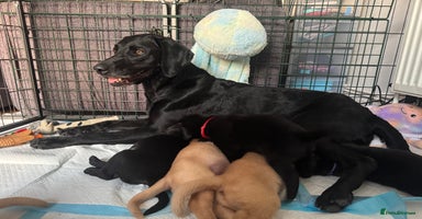 Labrador Retriever dogs - Advert 13
