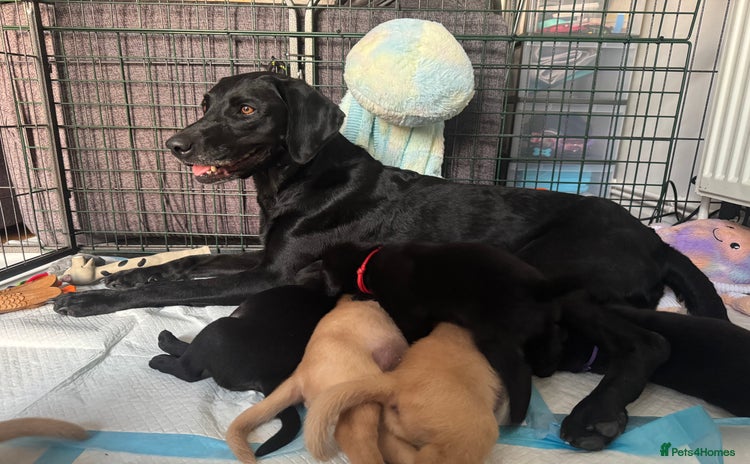 Labrador Retriever dogs - Advert 1