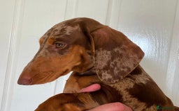 Dachshund dogs for sale: 9 Standard Dachshund Puppies KC Registered  - Image 15