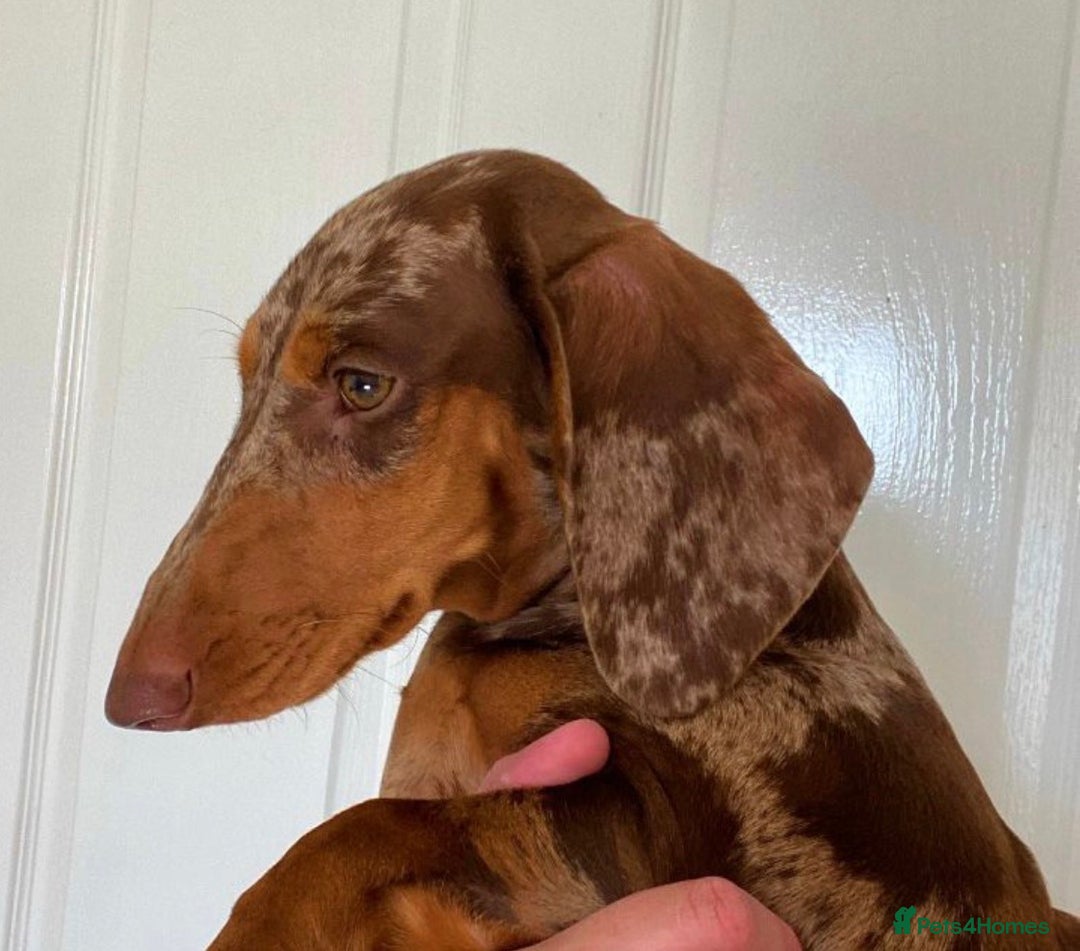 Dachshund dogs for sale: 9 Standard Dachshund Puppies KC Registered  - Image 15
