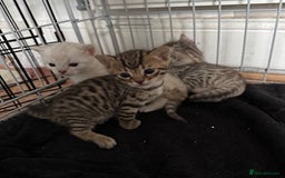 Bengal cats for sale: 4 Gorgeous Bengal Babies - Image 15
