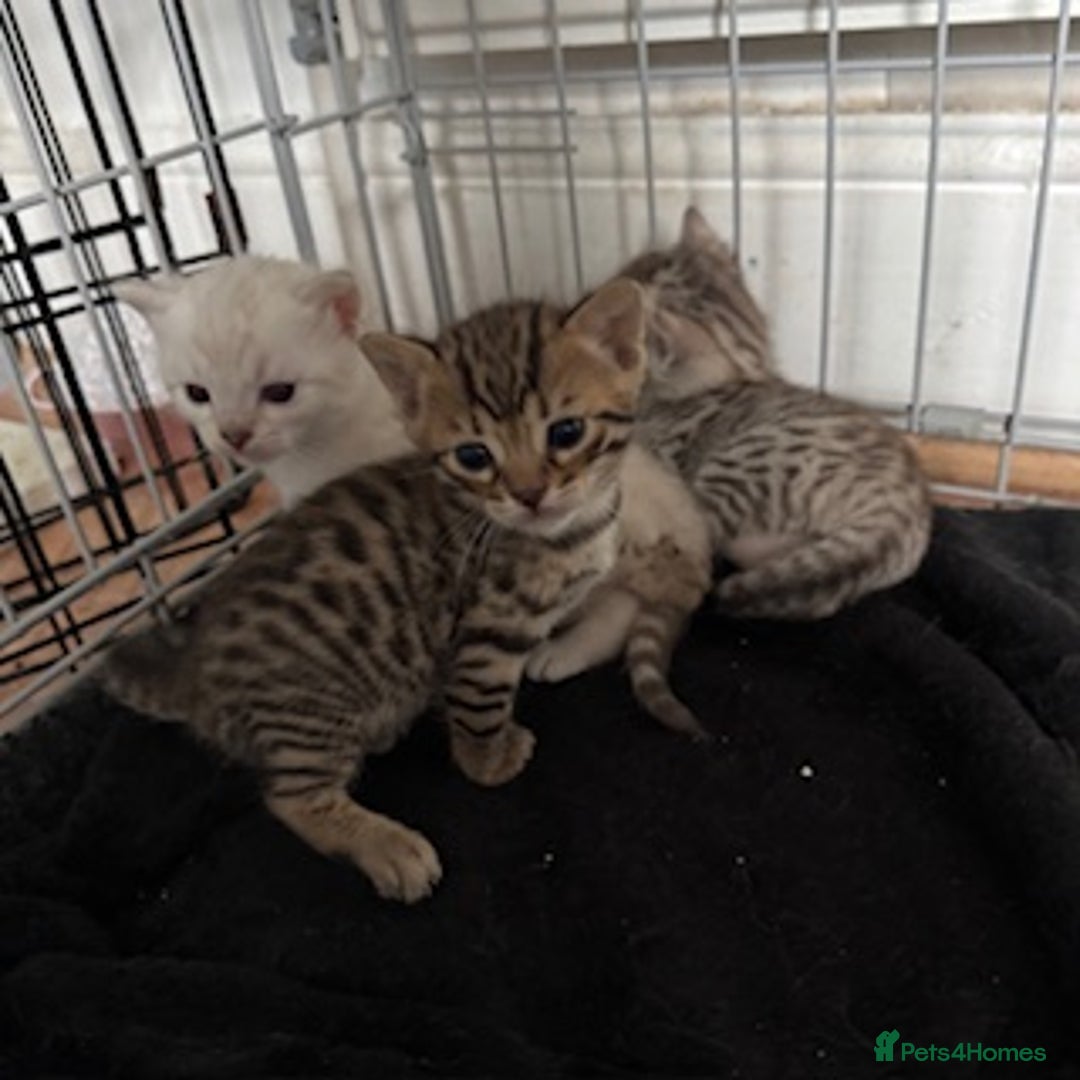 Bengal cats for sale: 4 Gorgeous Bengal Babies - Image 15