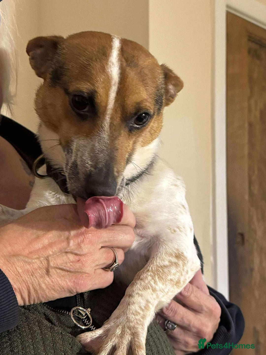 Jack Russell dogs for adoption: Bandit - Hingham Norfolk  - Advert 9
