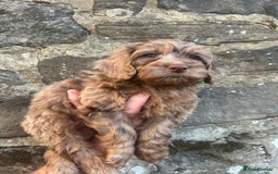 Cockapoo dogs for sale: BEAUTIFULL F1 COCKAPOOS - Image 19