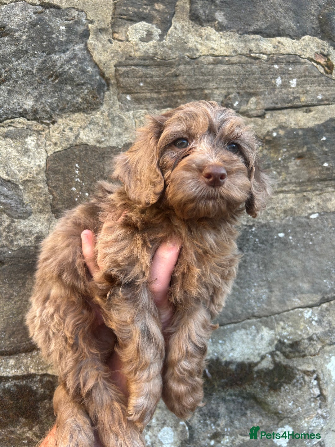 Cockapoo dogs for sale: BEAUTIFULL F1 COCKAPOOS - Image 19