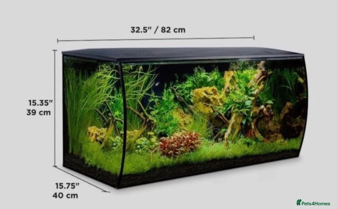 Other/Mixed Breed fish for sale: Fluval Fish Tank 123L - Image 6