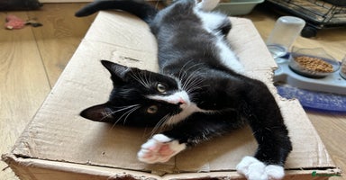 Ragcoon cats in Shepton Mallet - Advert 6