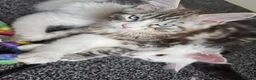Maine Coon cats for sale: Maine coon Blue eyes + Long Hair - Advert 26