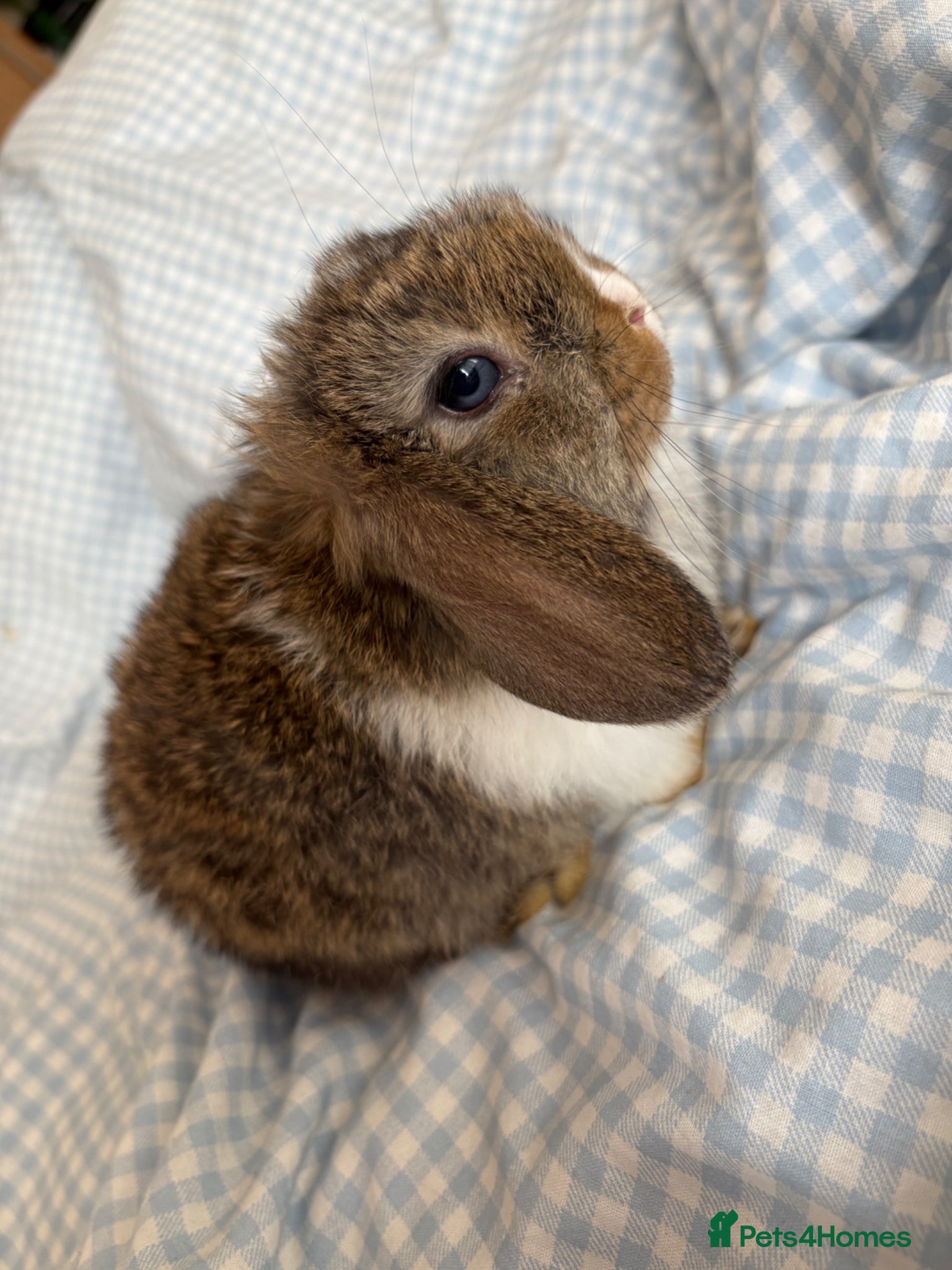 Mini Lop rabbits Beautiful mini lops for sale - Advert 3
