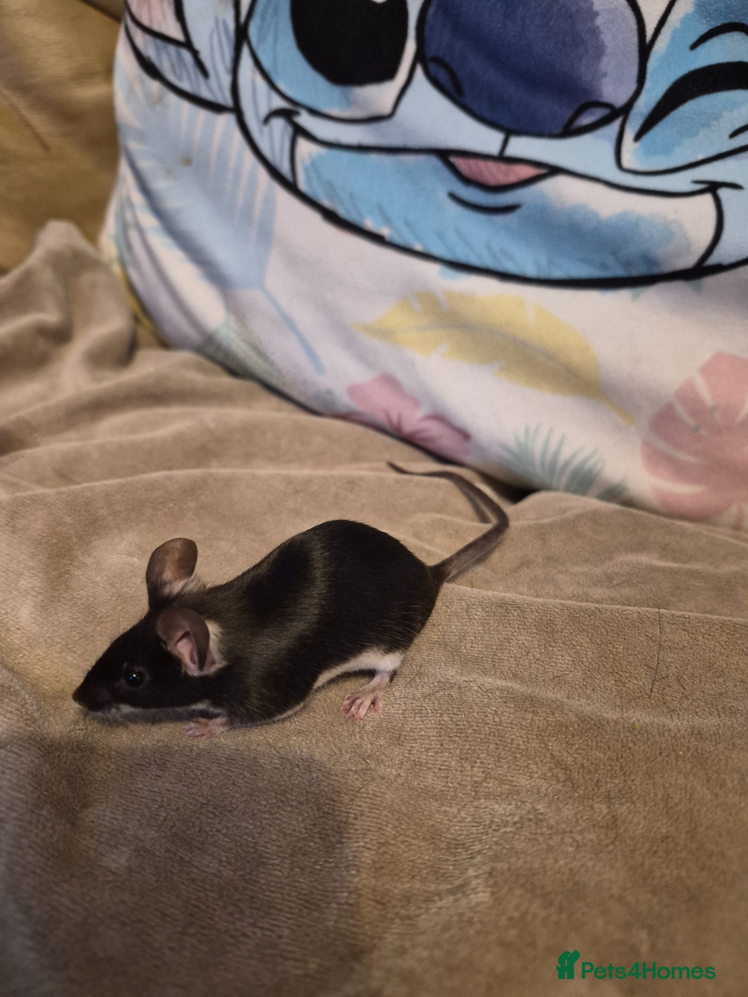 Mouse rodents 4 Cute Female Fancy Mice - Advert 3