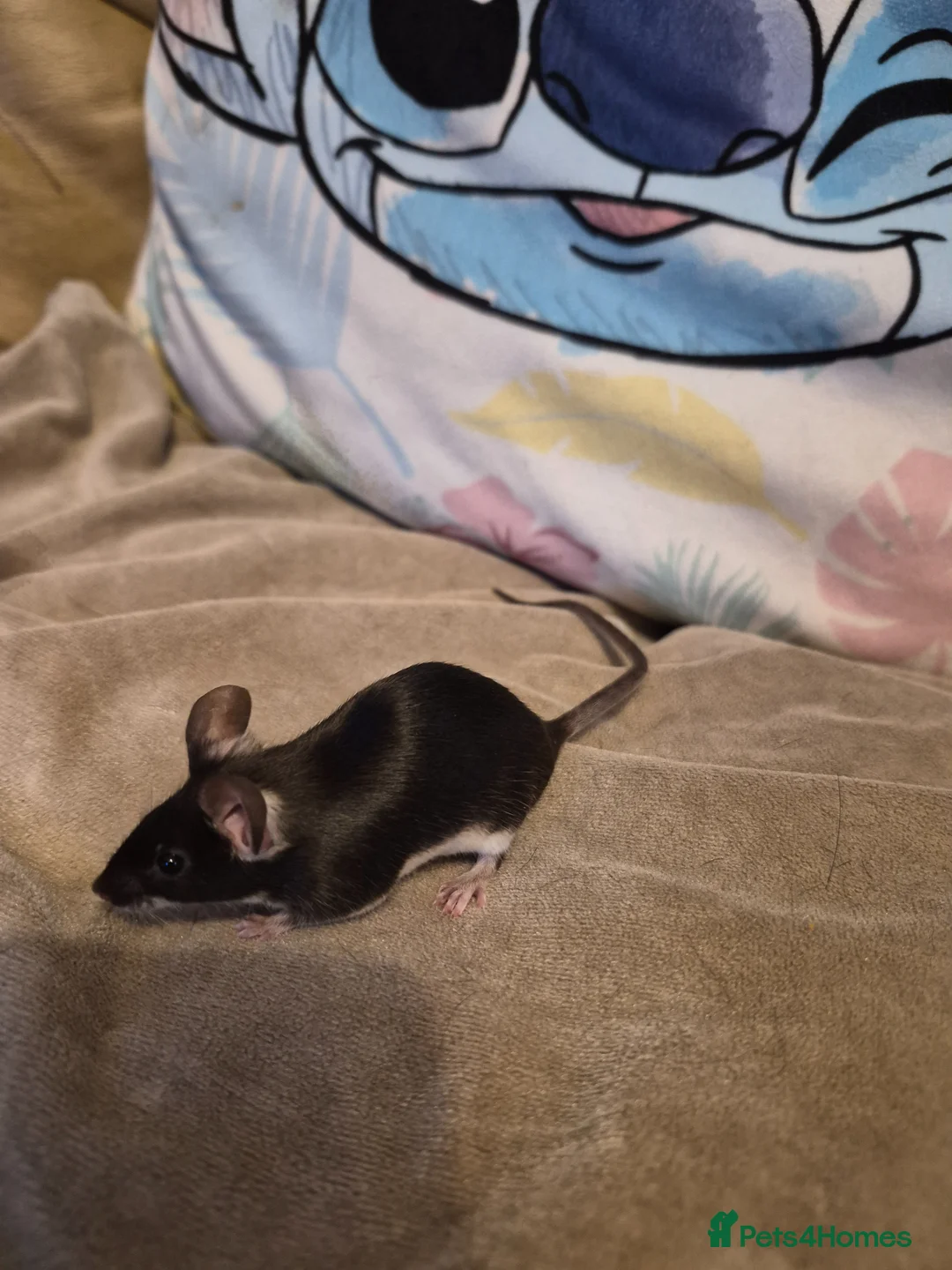 Mouse rodents for sale: 4 Cute Female Fancy Mice - Advert 1