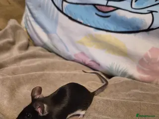 Mouse rodents 4 Cute Female Fancy Mice - Advert 4