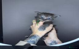 Maine Coon cats for sale: Female Black Smoke Maine Coon kittens - Image 3