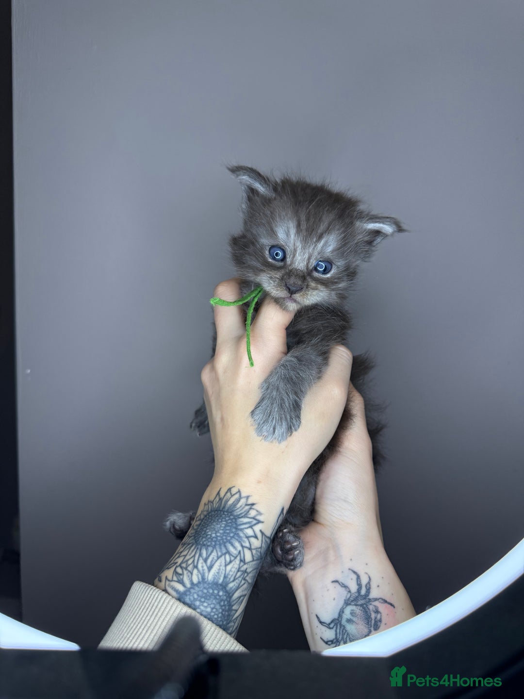 Maine Coon cats for sale: Female Black Smoke Maine Coon kittens - Image 3