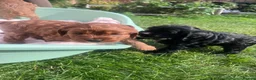 Cavapoo dogs for sale: Beautiful cavapoo puppies for sale   - Advert 15