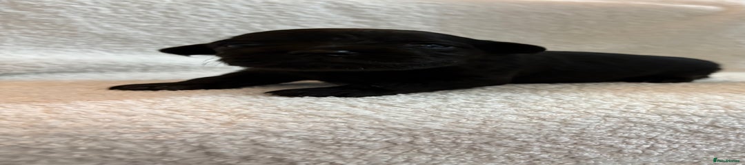 Yorkshire Terrier Puppy 3