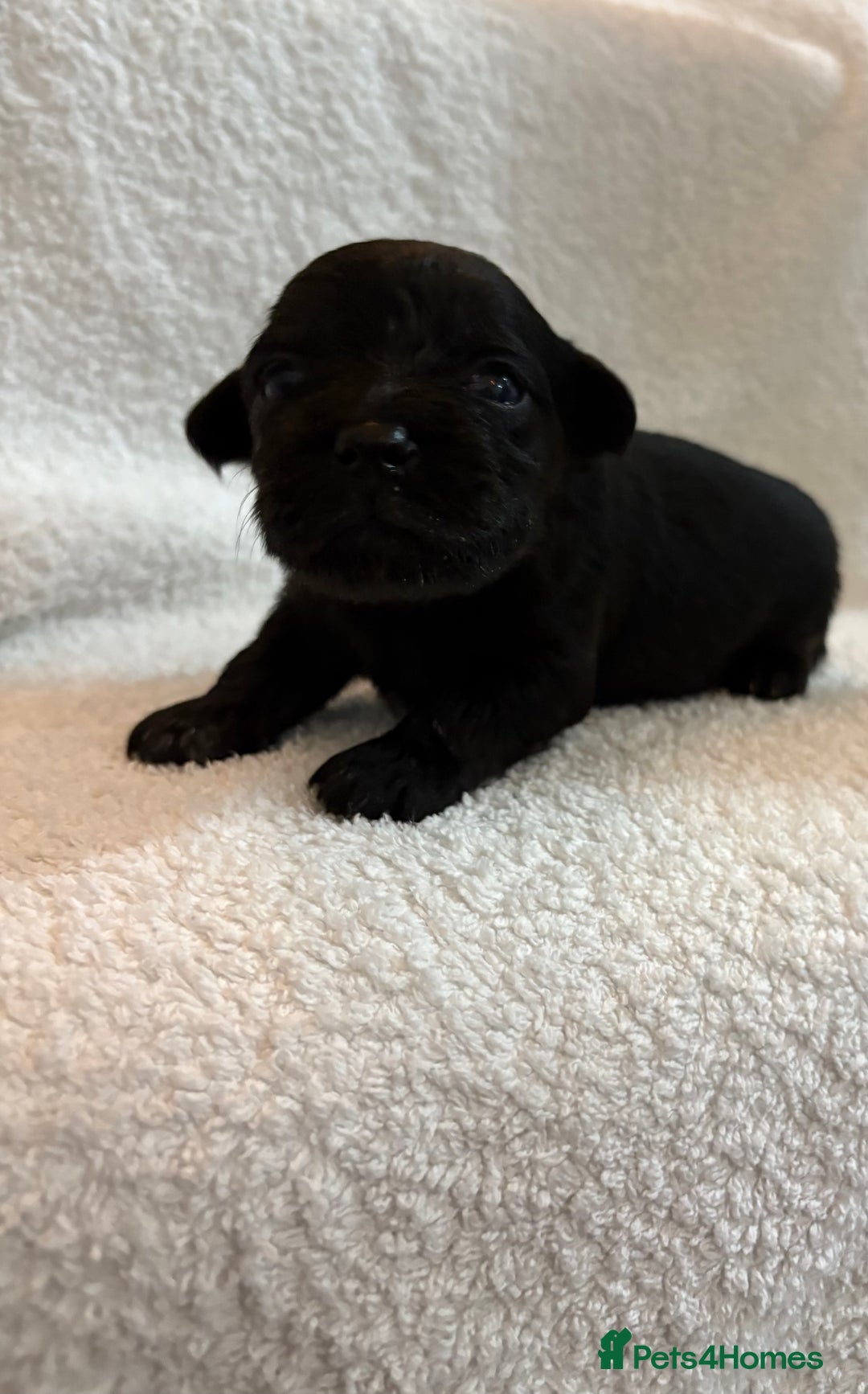 Yorkshire Terrier dogs for sale: Yorkshire terrier, terrier cross puppies - Advert 17