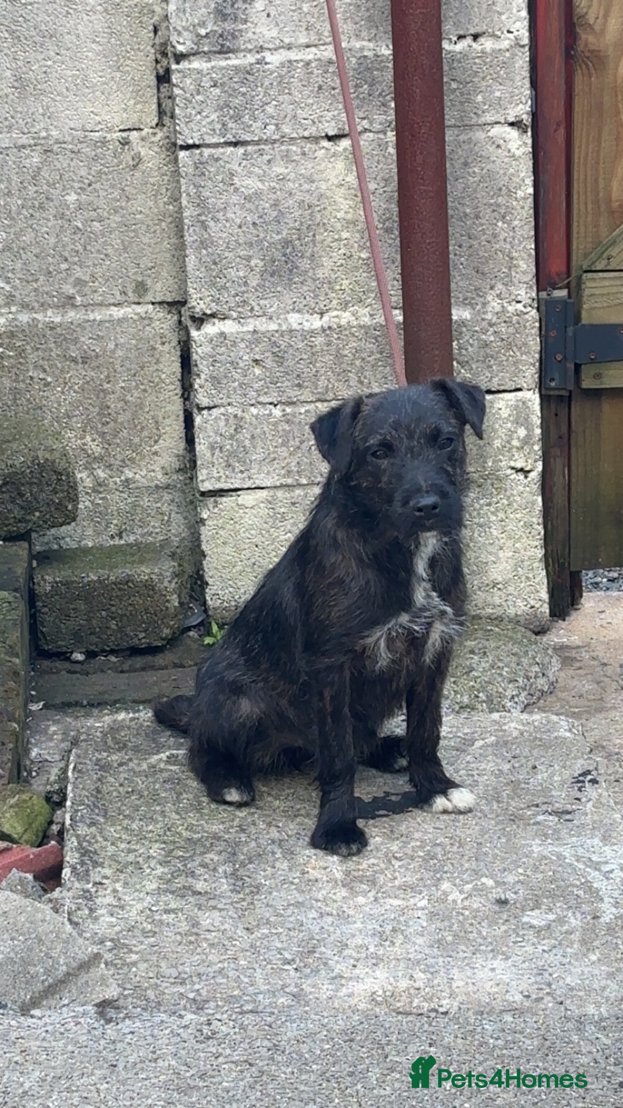 Patterjack dogs for sale: Here is my friendly loving pup cracker  - Advert 4