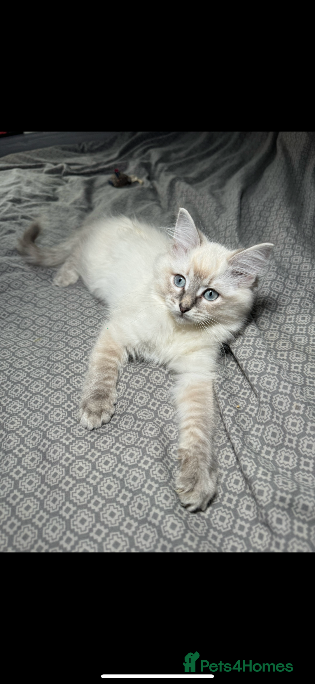 Ragdoll cats for sale: Stunning Ragdoll babies READY NOW! - Advert 3