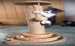 Ragdoll cats for sale: 🌟 Ragdoll x Bengal – Exquisite Baby Kittens 🌟 - Image 20