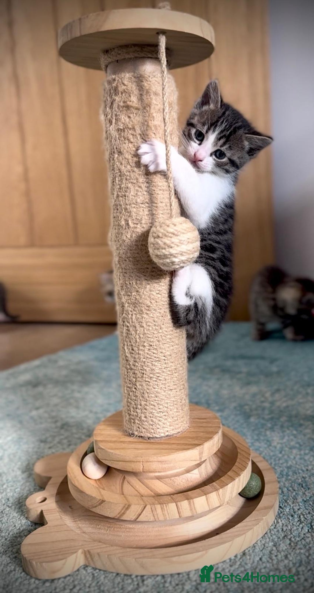 Ragdoll cats for sale: 🌟 Ragdoll x Bengal – Exquisite Baby Kittens 🌟 - Image 20