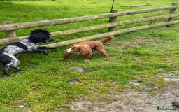 Cocker Spaniel dogs for sale: Beautiful cocker spaniel puppies  - Image 16