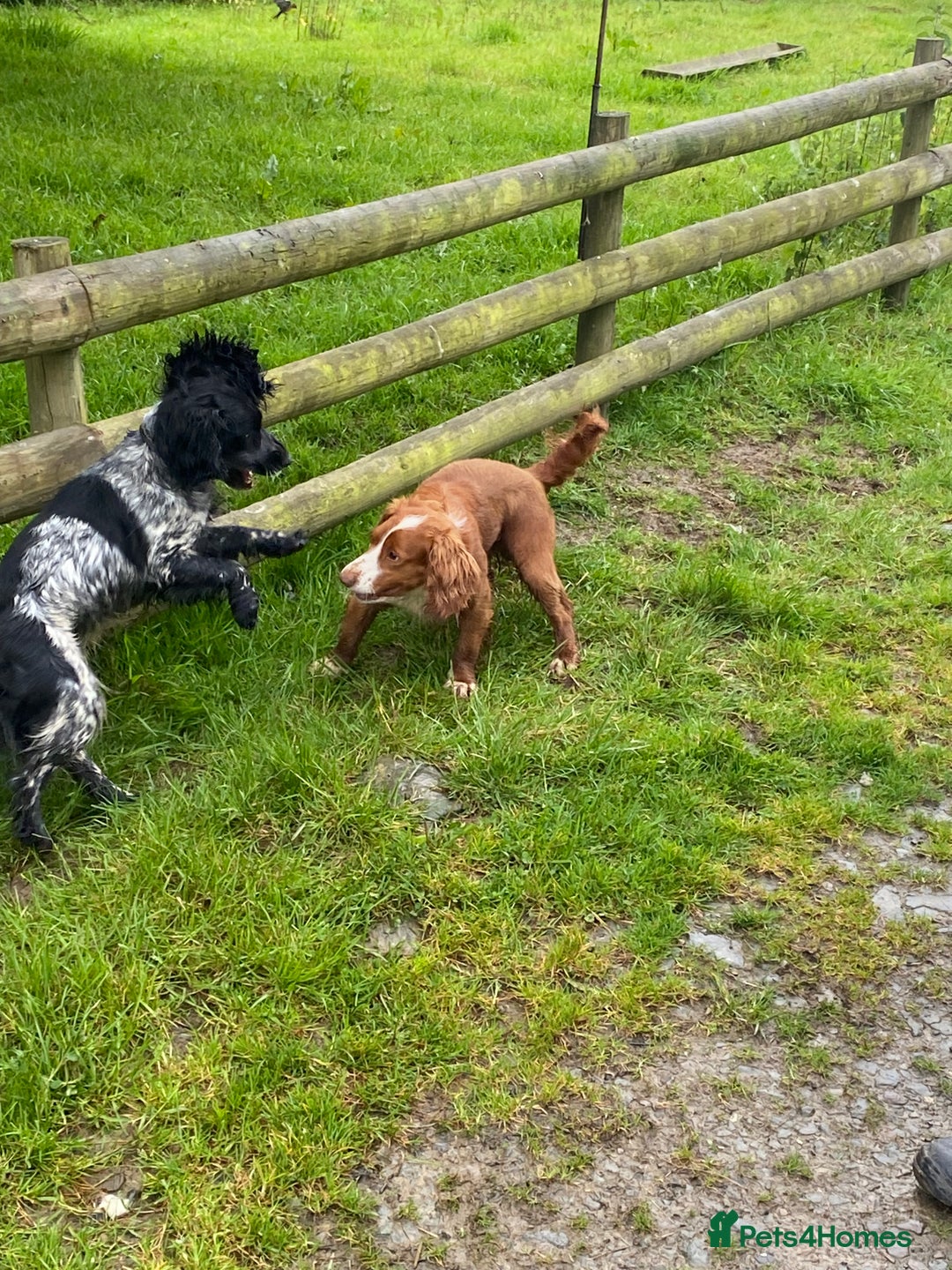 Cocker Spaniel dogs for sale: Beautiful cocker spaniel puppies  - Image 16