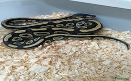 Python Snake reptiles for sale: Ball pythons adult females and hatchlings  - Image 5