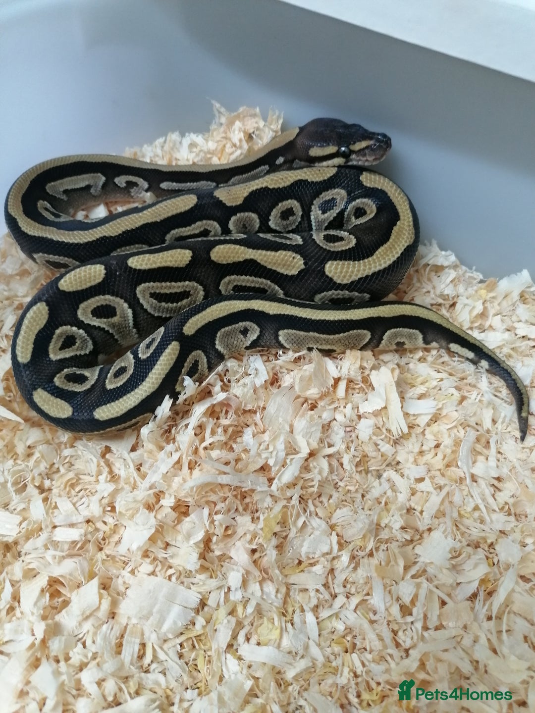 Python Snake reptiles for sale: Ball pythons adult females and hatchlings  - Image 5