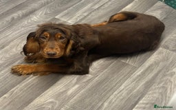 Cockapoo dogs for sale: Adorable Cockapoos looking for forever homes - Image 32