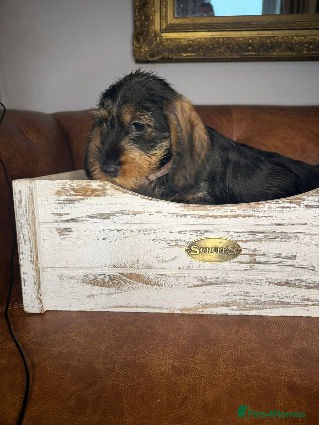 Dachshund dogs for sale: STANDARD WIREHAIRED DACHSHUNDS - Advert 6