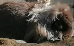 Mini Lion Lop rabbits for sale: Adoption Meet Tazer Mini Lop - Image 3