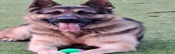 Mixed Breed dogs for sale: F1B Shepkita shepherd puppies ready to leave  - Advert 3