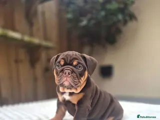 English Bulldog dogs READY TO LEAVE! KC ENGLISH BULLDOG PUPS - Advert 1