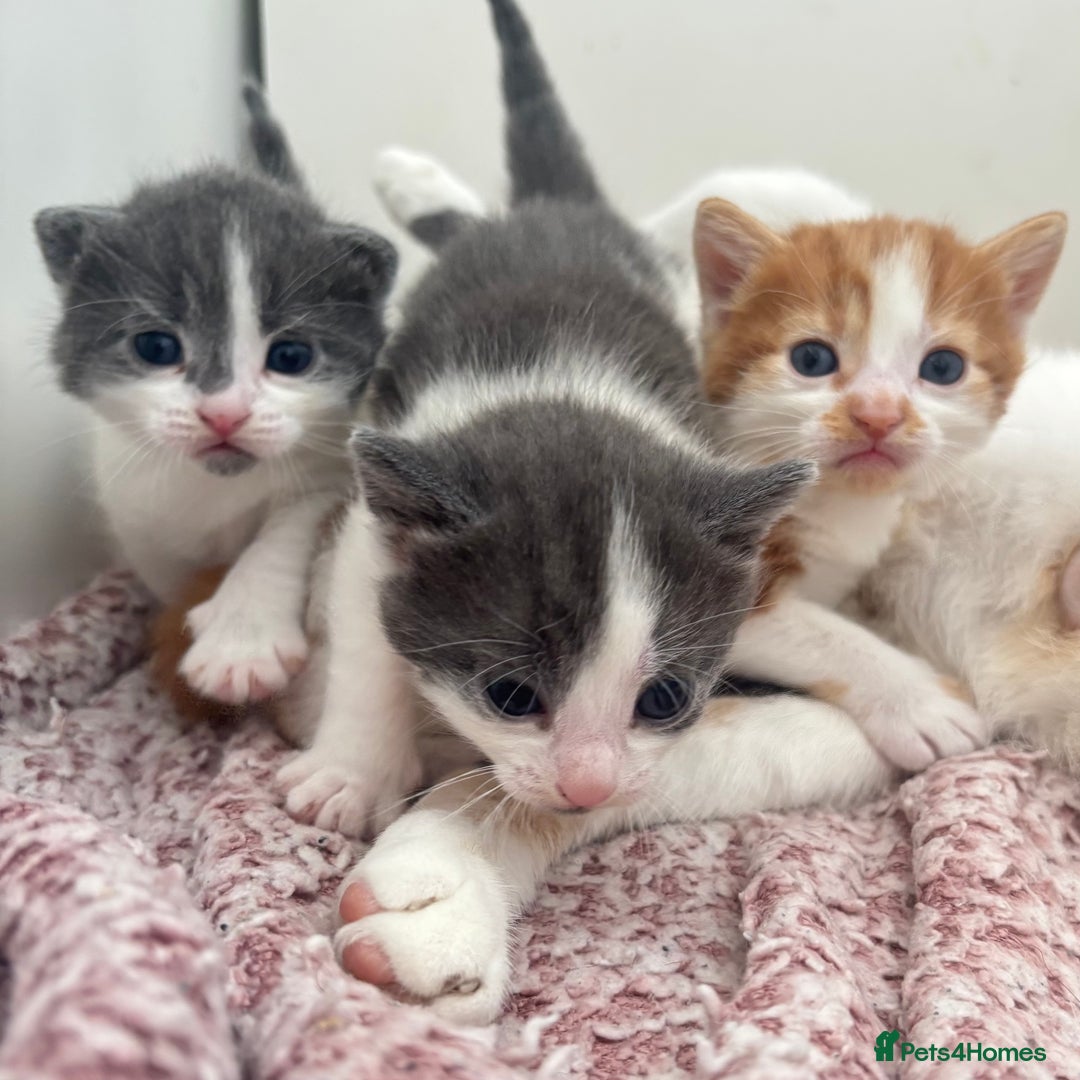 Mixed Breed cats for sale: Gorgeous kittens  - Image 6