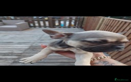 French Bulldog dogs for sale: French bulldog  - Image 7