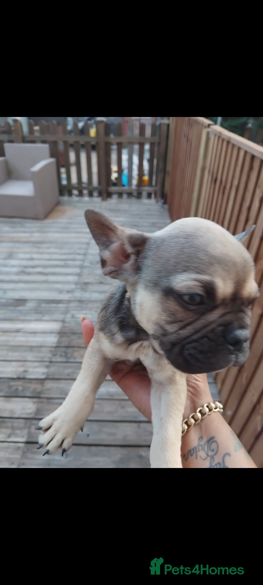 French Bulldog dogs for sale: French bulldog  - Image 7