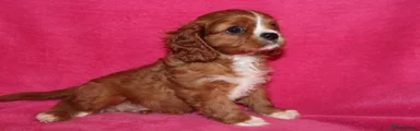 Cavalier King Charles Spaniel 1