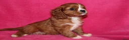 Cavalier King Charles Spaniel dogs for sale: Beautiful Cavalier Kong Charles Spaniel Puppies - Advert 7