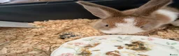 Mixed Breed rabbits for sale: Toffee and Butter  - Advert 3