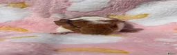 Guinea Pig rodents for sale: One sow one boar looking for homes  - Advert 3