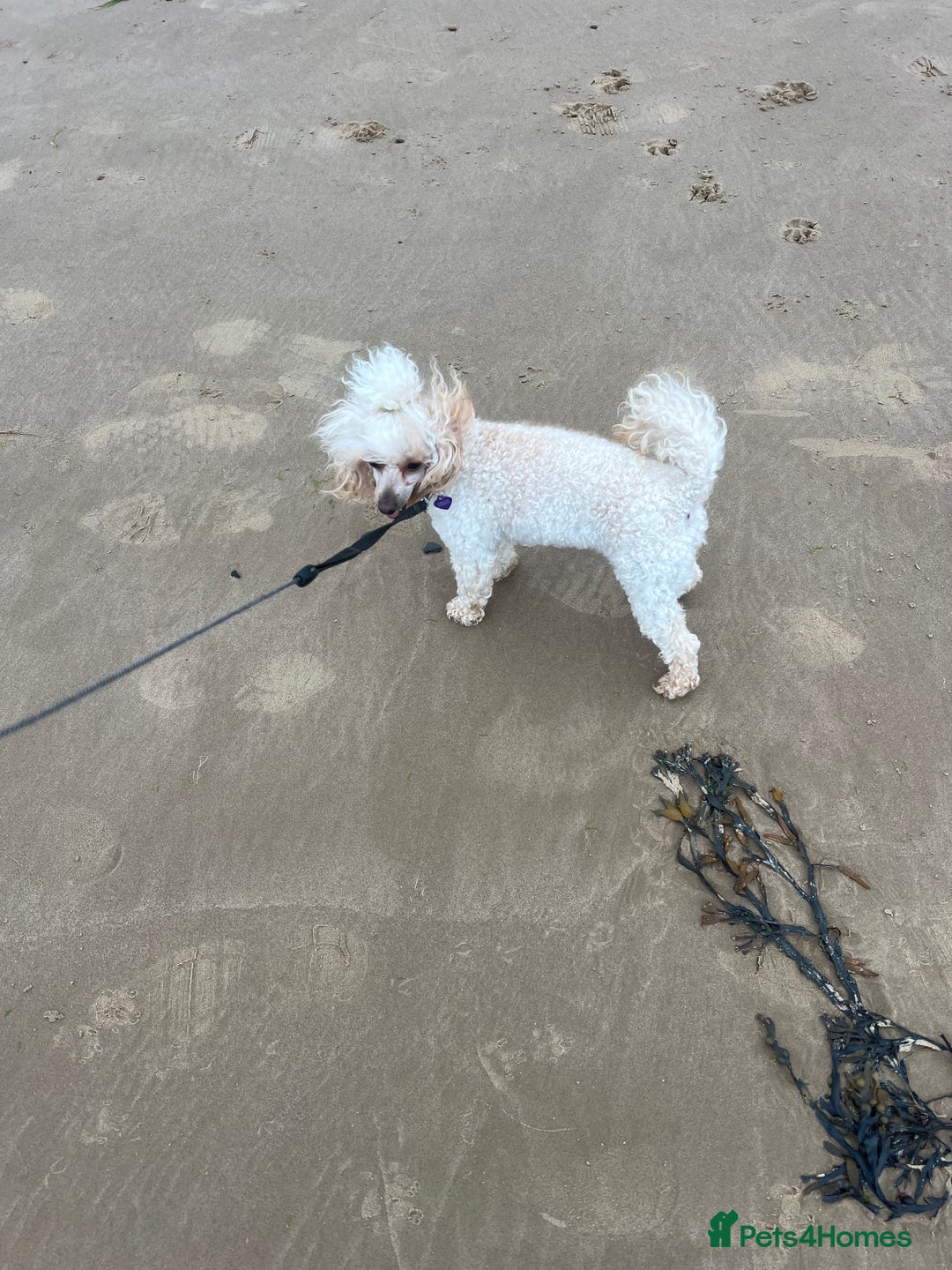 Toy Poodle dogs for sale: Beautiful 2 year old Female Toy Poodle  - Advert 4
